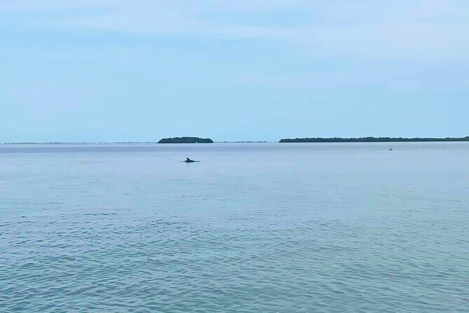 Private 2-Hour Dolphin Watching Cruise in St. Petersburg, FL - Final Thoughts