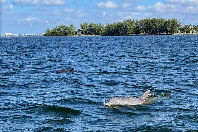 Private 2-Hour Dolphin Watching Cruise in St. Petersburg, FL - FAQ