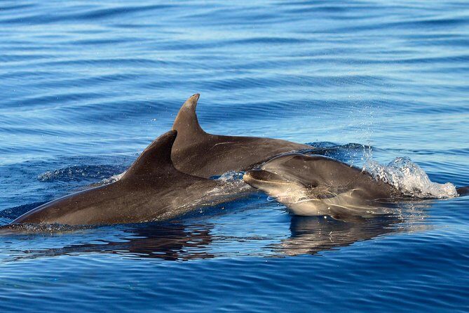 Private 2 hour Whale Watching Tour - Who Is This Tour Best For?