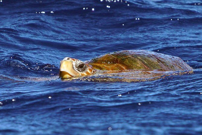 Private 2 hour Whale Watching Tour - Final Thoughts