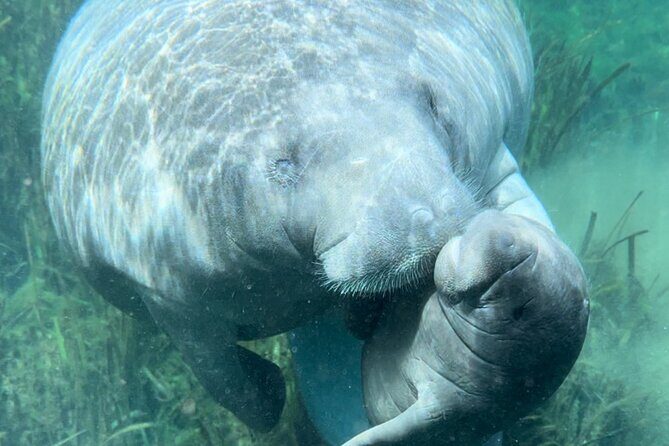 Private 2Hour Clear Kayak/ROC Paddle Board Rental on Silver River - Key Points