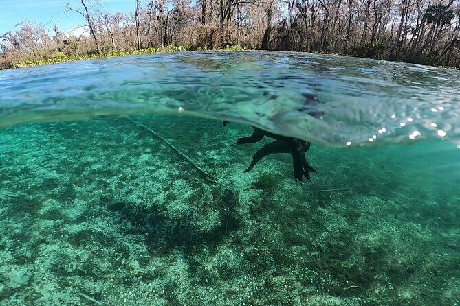 Private 2Hour Clear Kayak/ROC Paddle Board Rental on Silver River - The Equipment: New, Practical, and Thoughtful