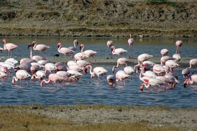 Private 3 Day Adventure through Dholavira and White Desert Rann - A Deep Dive into the 3-Day Gujarat Adventure