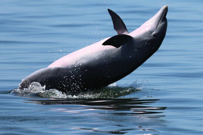 Private 3 Hour Powerboat Dolphin Cruise with Remote Beach Stop up to 6 guests - FAQ