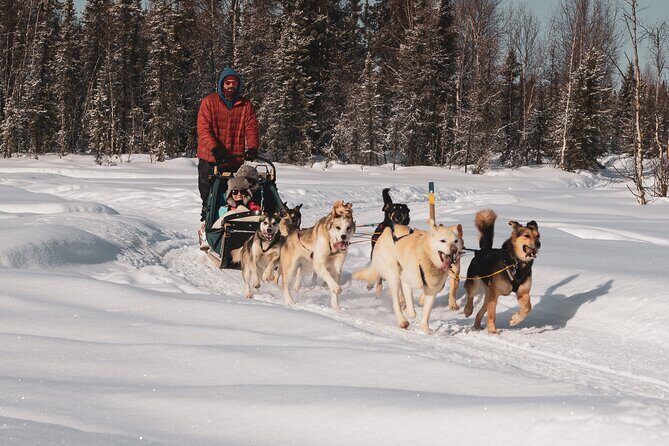 Private 30 Minute Mush Along Historic Yukon Quest Trail - The Sum Up