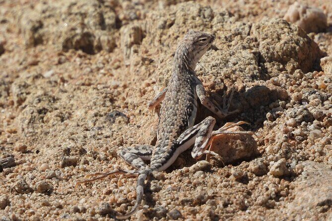 Private-36 Hour Adventure in Joshua Tree National Park - Pricing and Value