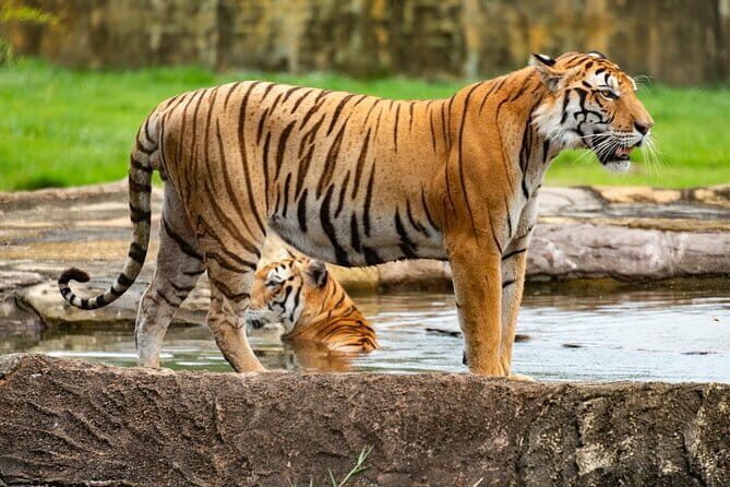 Private 4-Day Tiger Safari and Golden Triangle Tour from Delhi - Key Points