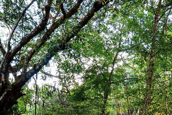 Private 4 hour Hiking Adventure + Breakfast in Nogalito Ecopark - Key Points