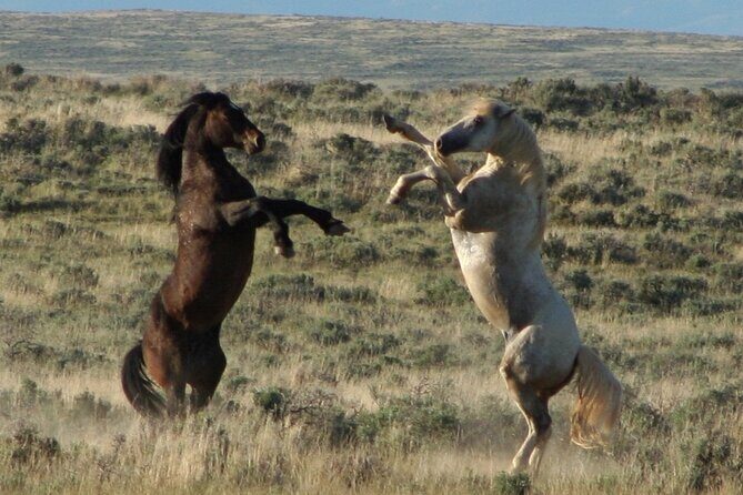 Private 4 Hour Red Canyon Wild Mustang Air Conditioned Van Tours - Final Thoughts