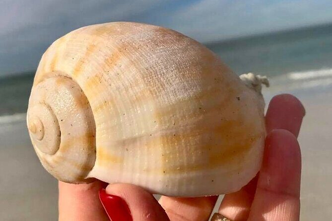 Private 4 Hour Shell Key Island Adventure Dolphins and Shells - Authentic Insights from Travelers