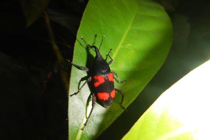 Private 4 Hours Night Jungle Hike Panama Tour - Key Points: