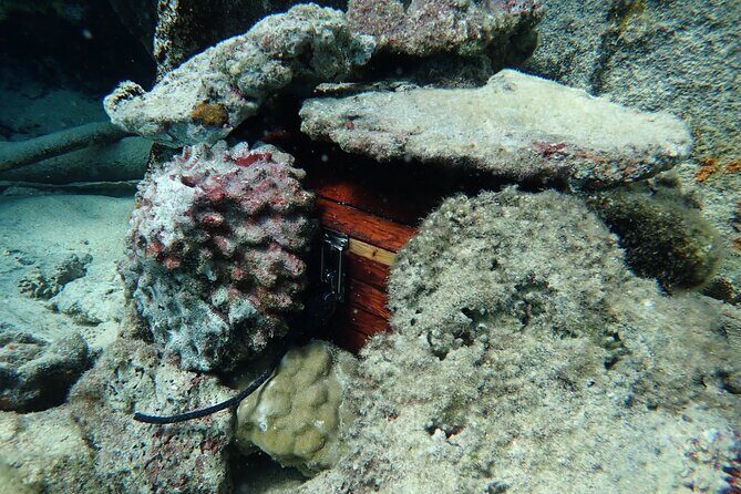 Private 4 Hours Reef Discovery Luxury Private Treasure Hunt in Bora Bora - Key Points