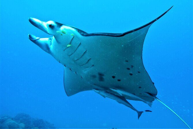 Private 4 Hours Reef Discovery Luxury Private Treasure Hunt in Bora Bora - Final Thoughts: Is It Worth It?