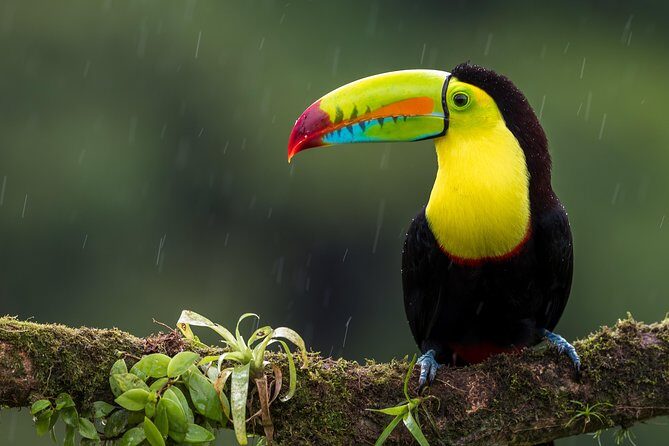 Private 4 in 1 Rainforest, Blue River, Mud Bath, Hot Springs - Who Will Love This Tour?