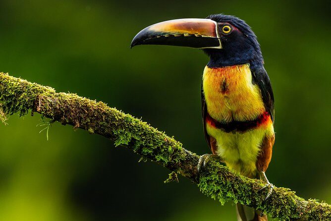 Private 4 in 1 Rainforest, Blue River, Mud Bath, Hot Springs - FAQ