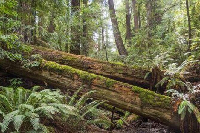 Private 5 day California Vineyards, Waves and Wine Tour - Practical Details and Value for Travelers