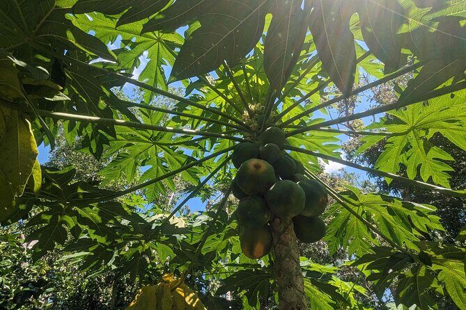 Private 5-Hour Sightseeing Tour in Tropical Gardens - Who Will Enjoy This Experience?