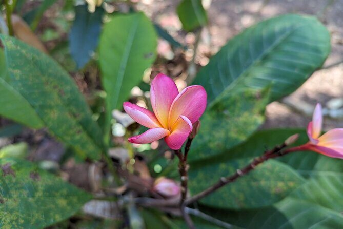 Private 5-Hour Sightseeing Tour in Tropical Gardens - Frequently Asked Questions