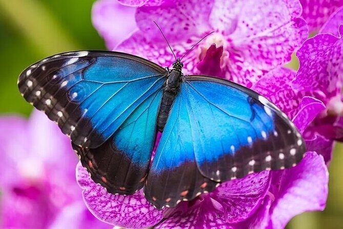 Private 5 Hour Tour of Butchart and Butterfly Gardens - Key Points