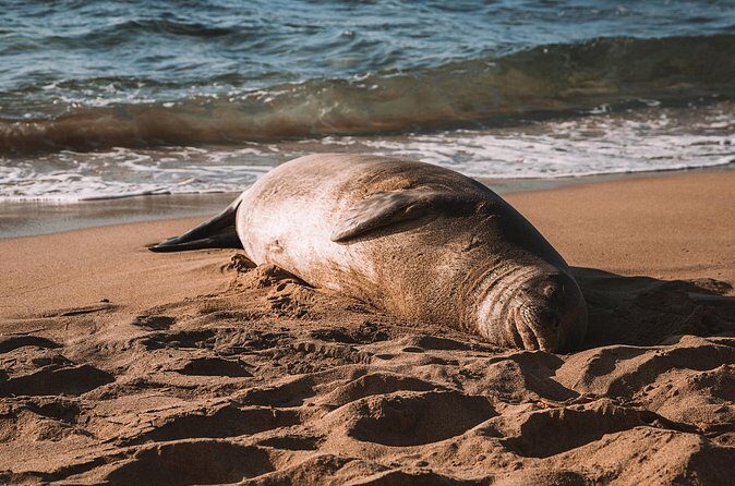 Private 5-hr Off-Road Trip on Oahus Wildlife-Rich North Shore - Key Points