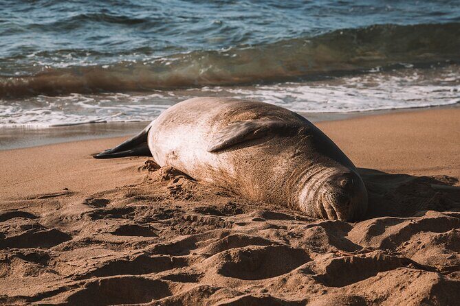 Private 5-hr Off-Road Trip on Oahus Wildlife-Rich North Shore - What to Expect from the Itinerary