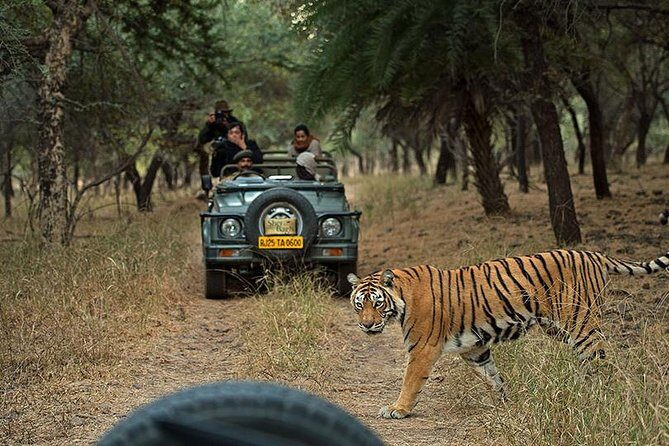 Private 6-Day Ranthambhore Tiger Tour including Delhi, Agra and Jaipur - An In-Depth Look at the 6-Day Ranthambore Tour