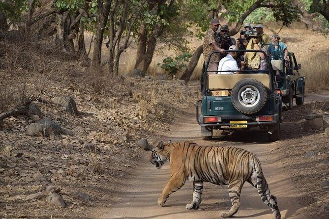Private 6-Day Ranthambhore Tiger Tour including Delhi, Agra and Jaipur - Who This Tour Suits Best