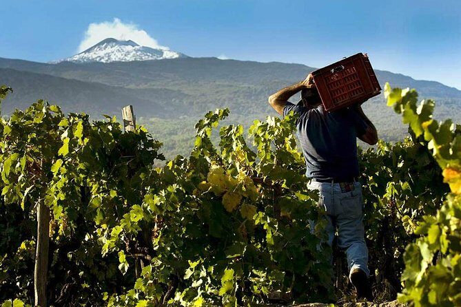 Private 6-Hour Tour of Three Etna Wineries with food&wine tasting - Exploring the Details of the Etna Wine Tour