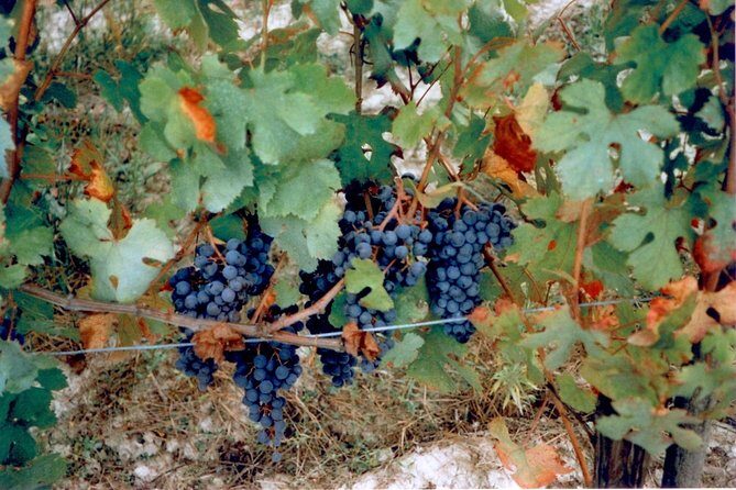 Private 7-Hour Tour of Three Etna Wineries with Tasting from Syracuse - FAQ: Your Practical Questions Answered