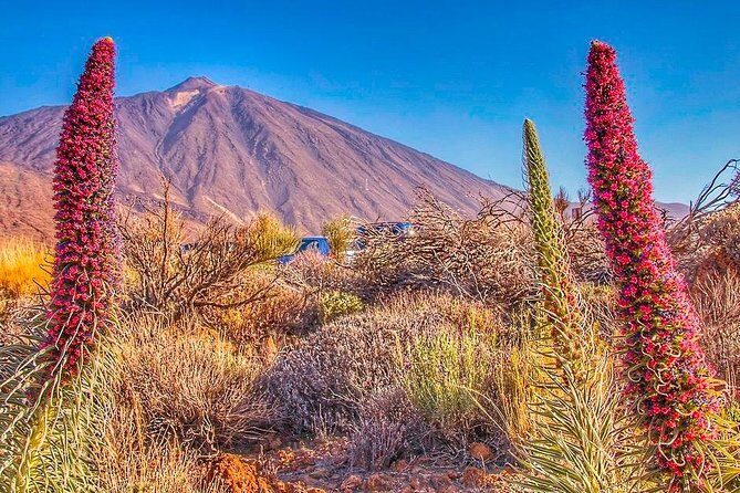 Private 8 hours Tour to El Teide from Tenerife Hotel with driver/guide - Exploring the Highlights of the Private El Teide Tour