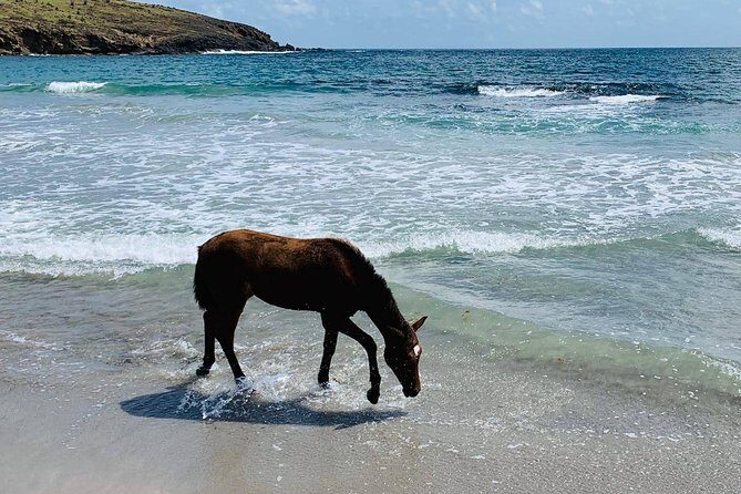 Private Advanced Horseback Beach Ride with Sandy Hoofs St. Lucia - Final Thoughts