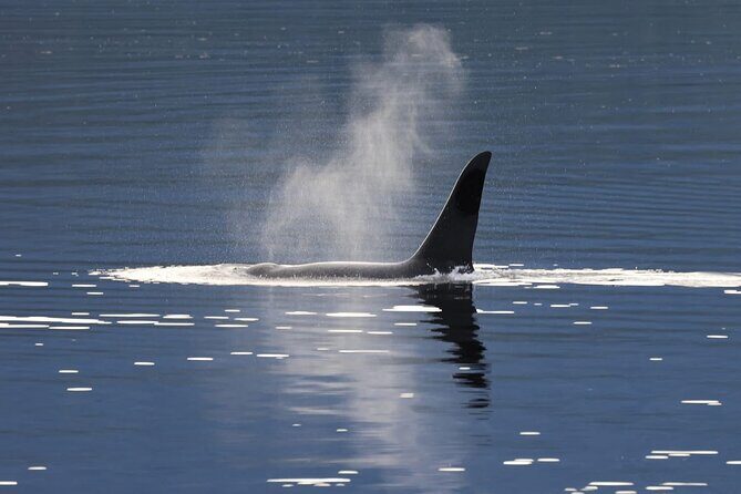 Private Alaska Native Wildlife & Scenic Experience.. - Exploring Ketchikan with a Native Perspective