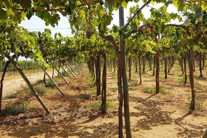 Private Algarve Wines Route - Who Will Enjoy This Tour Most?