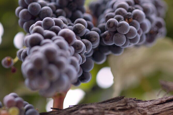 Private All-Inclusive 3-Winery SYV Tour from Santa Barbara - Final Thoughts