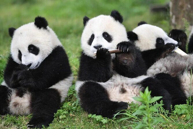 Private All-Inclusive Half-Day Tour to Chengdu Panda Base - Who Should Consider This Tour?