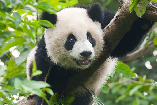 Private All-Inclusive Half-Day Tour to Chengdu Panda Base - Final Thoughts