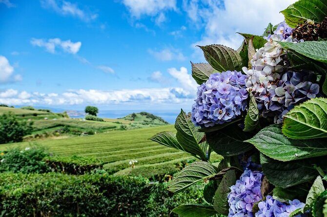 Private - All of Furnas, Tea Plantation, ticket to Beija included - Final Thoughts: Who Is This Tour Perfect For?
