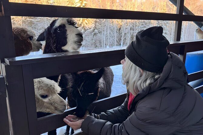 PRIVATE Alpaca Guided Forest Walk + Feeding Helsinki - A Deep Dive Into the Helsinki Alpaca Experience
