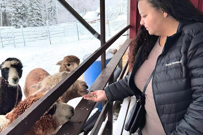 PRIVATE Alpaca Guided Forest Walk + Feeding Helsinki - The Sum Up: A Relaxing, Heartwarming Day Out
