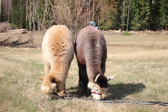 PRIVATE Alpaca Guided Forest Walk + Feeding Helsinki - FAQ