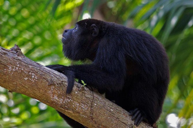 Private Altun Ha Maya Ruin & Howler Monkey Adventure From Belize City - Key Points