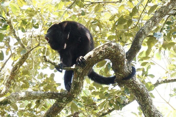 Private Altun Ha Maya Ruin & Howler Monkey Adventure From Belize City - The Sum Up