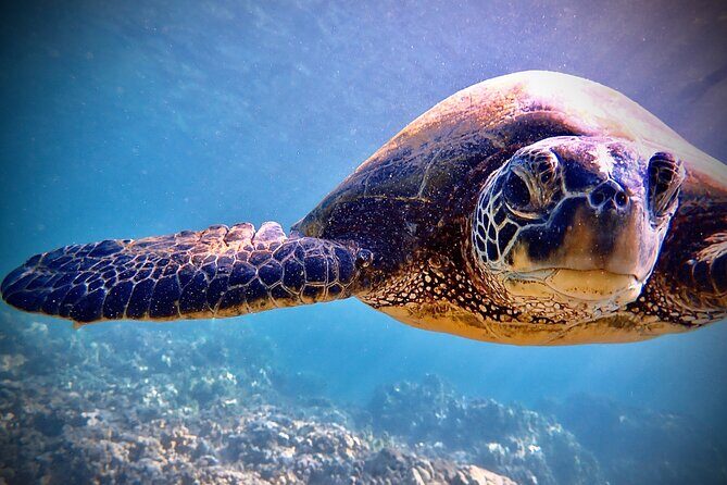 Private and Personalized Scuba Diving Adventures for All Experience Levels - Final Thoughts