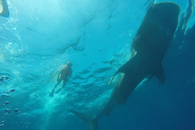 Private and Shared Whale Shark Tour from Tulum - Key Points