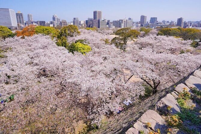 Private and Unique Fukuoka Cherry Blossom Sakura Experience - Price and Value Analysis