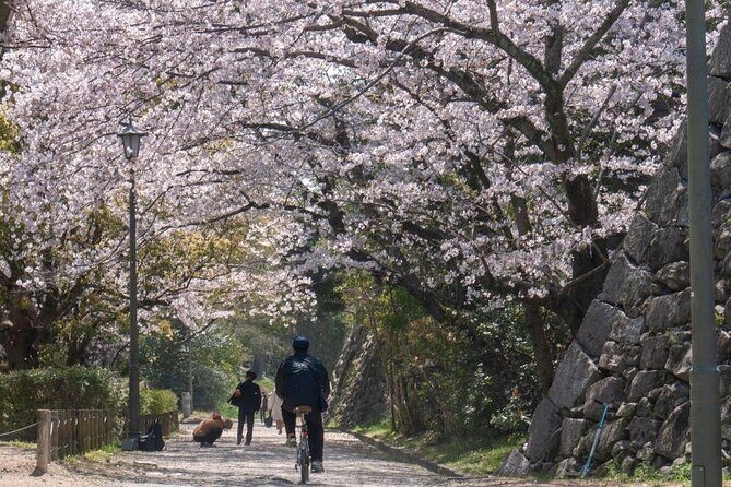 Private and Unique Fukuoka Cherry Blossom Sakura Experience - Why You Should Consider This Tour