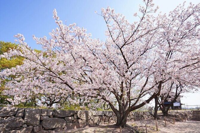 Private and Unique Fukuoka Cherry Blossom Sakura Experience - Frequently Asked Questions
