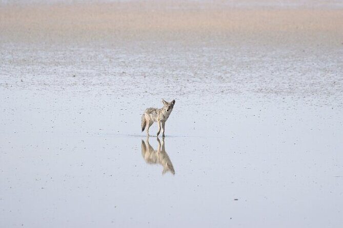 Private Antelope Island State Park Tour - Final Thoughts