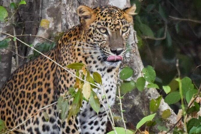 Private Anuradhapura & Wilpattu Safari Day Tour From Dambulla - An Unforgettable Day Exploring Sri Lanka’s Heritage and Wildlife