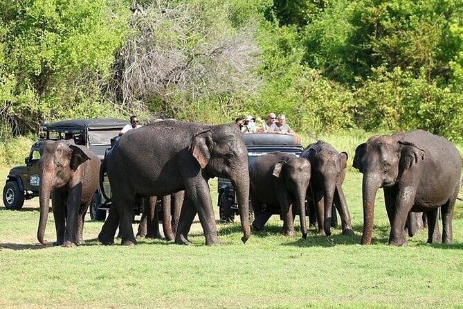 Private Anuradhapura & Wilpattu Safari Day Tour From Dambulla - FAQ